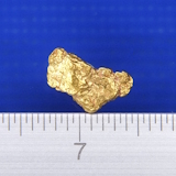 �V�R�����̗�����i�����ʐ^�j