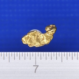 �V�R�����̗�����i�����ʐ^�j