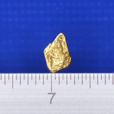 �V�R�����̗�����i�����ʐ^�j