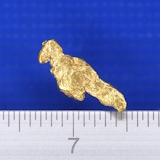 �V�R�����̗�����i�����ʐ^�j