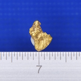 �V�R�����̗�����i�����ʐ^�j